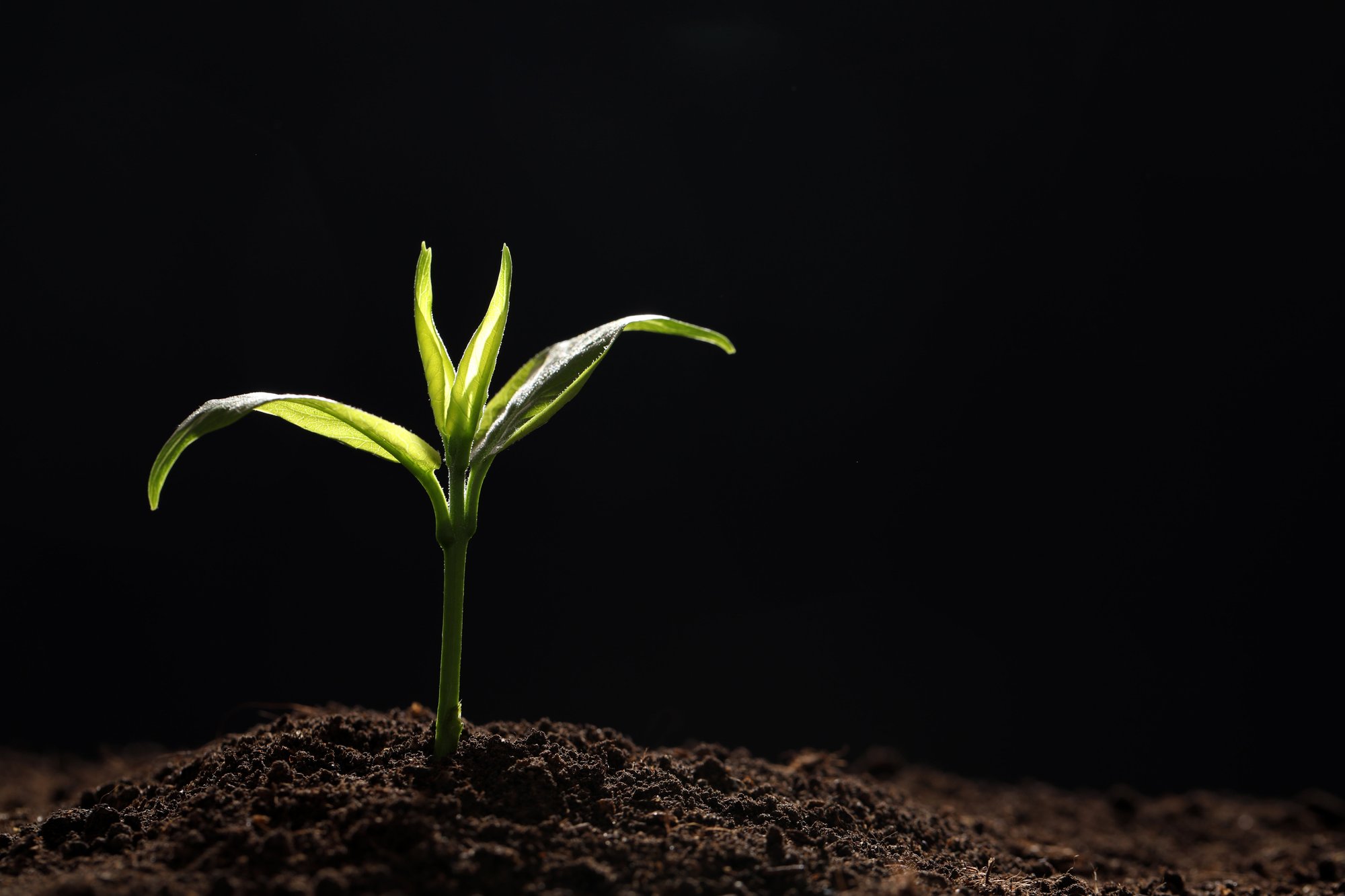 seedling