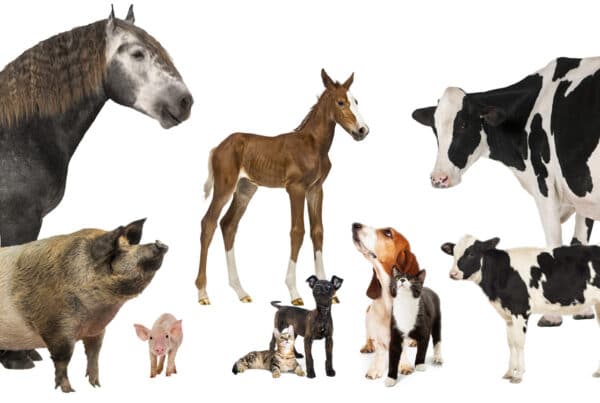 Animal Health Sales Training